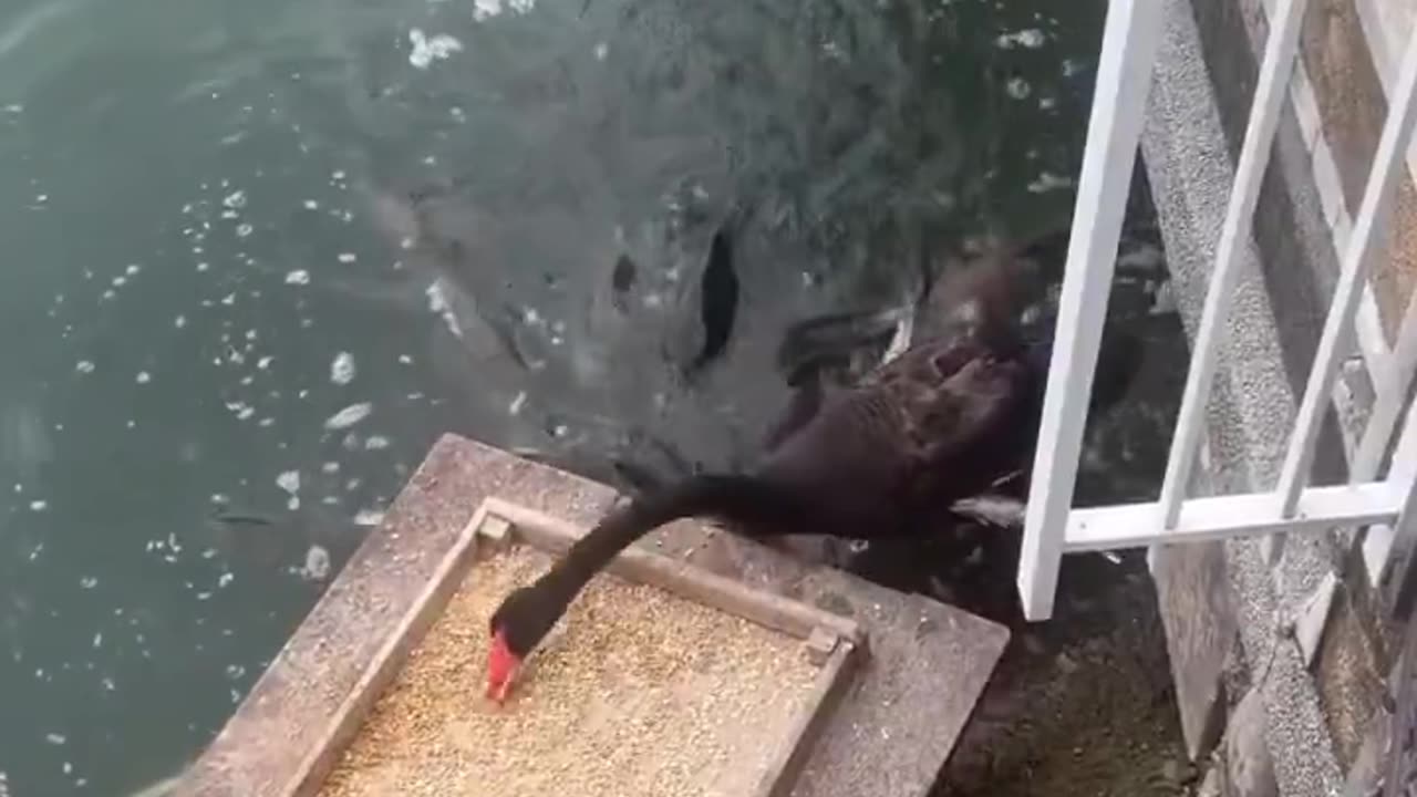 Only me who found out that the oysters of the University of Science