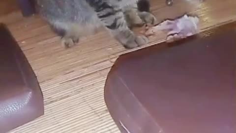 Fat Cat Eats Like a King Under the Table While Big Dog Can Only Watch 😂🐱🐶