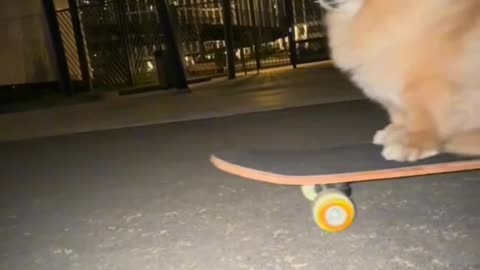 Cute cat video