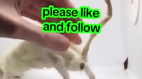 DIY rat pencil sharper