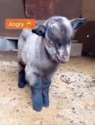 Angry 😡 baby 🐐 goat