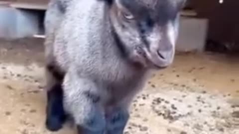 Angry 😡 baby 🐐 goat