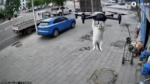 Cat delivery... by drone