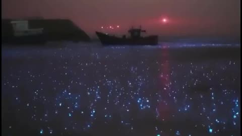 bioluminescent sea