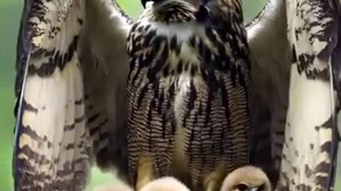 Experience the Magic! 💗 A Mother's Grace: Amidst the Storm, an Owl's Embrace Triumphs Over All! 💨🦉