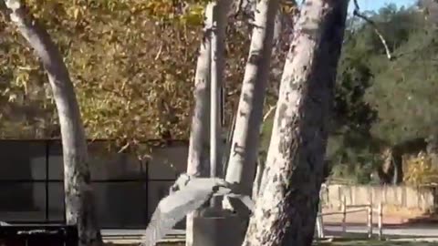 😂🌳 Heron's Leaf Debris Dance! | FunFM