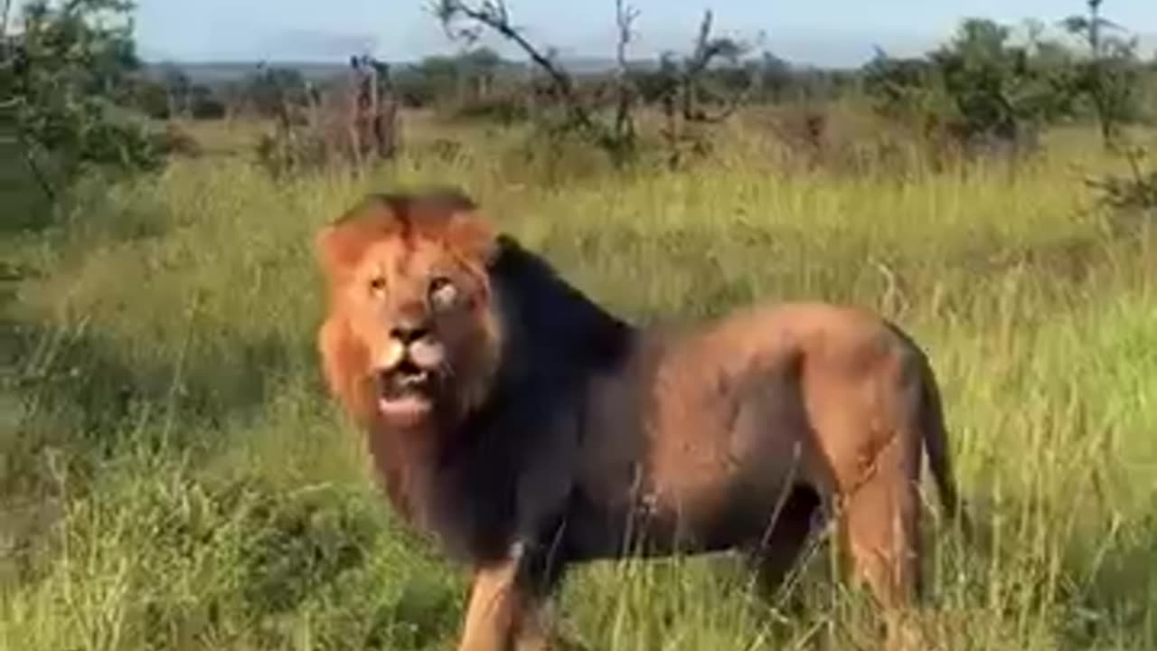 animals