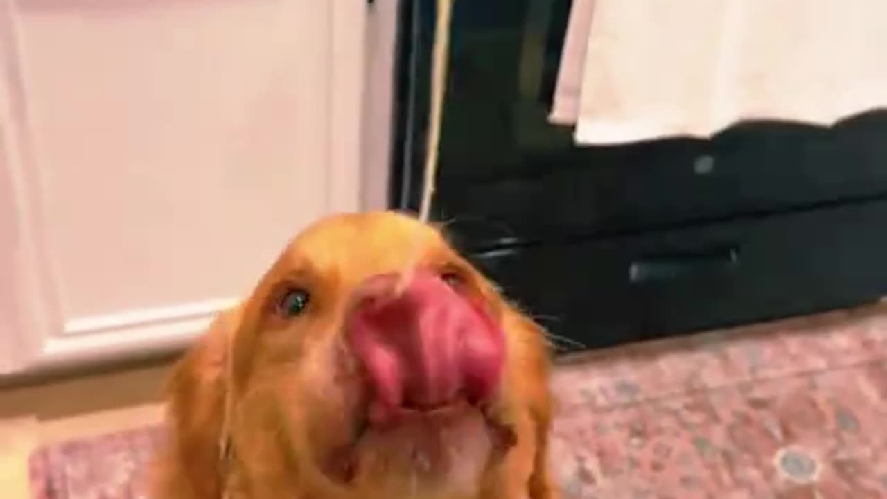 Funny animals 🤣