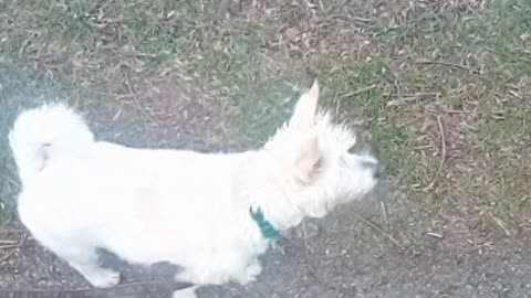 dog