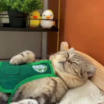 🤣Funny Animal Videos That Will Make You LOL 🤣