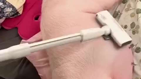 My pet pig ,Porky