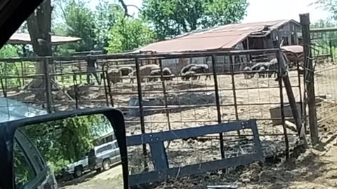 Black farmer walking with pigs