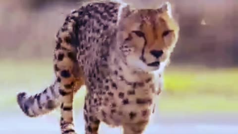 World's fastest car vs cheetah!