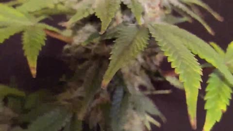 Gasoline Dream Mephisto Genetics Autoflower