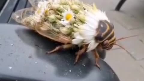 Insects that turn into flowers to hide