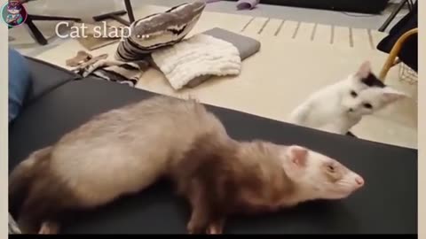 2025 😂 Funny Animals Videos Cats And Dogs 😂