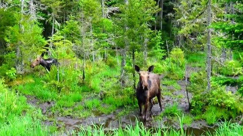 Mudhole Moose
