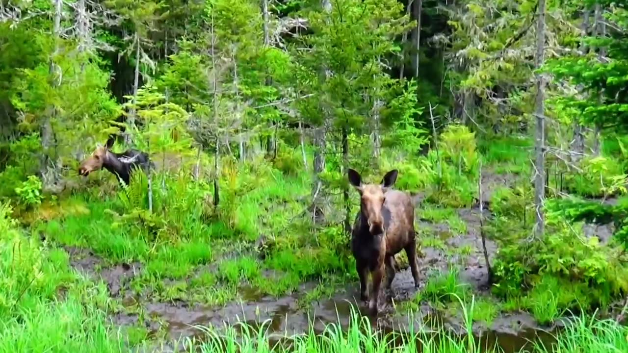 Mudhole Moose
