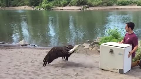 Heartwarming Animal Release – True Freedom Finally ❤️🐾