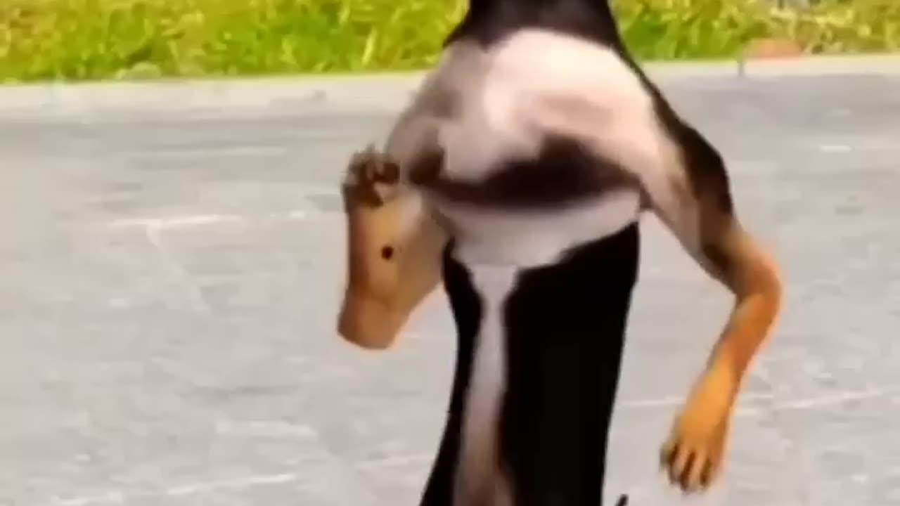 Animals funny dance|