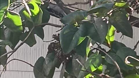 Downey woodpecker