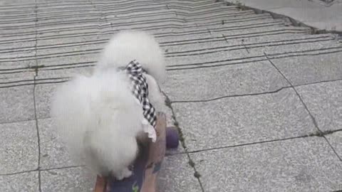 The dog plays skateboard down the stairs
