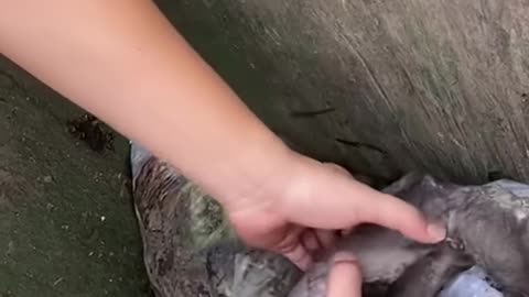 A puppy's eyes awaken compassion 🥺❤️