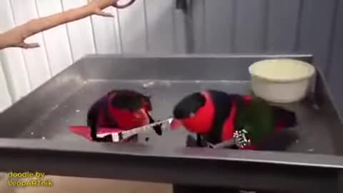 Heavy Metal Birds Live Performance XD
