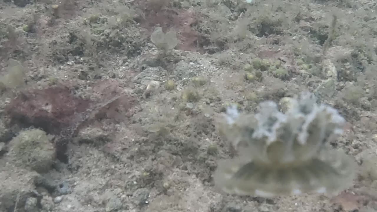 Any Day Snorkeling Is A Good Day!!