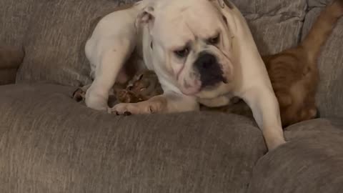 Bulldog Cuddles Bewildered Cat