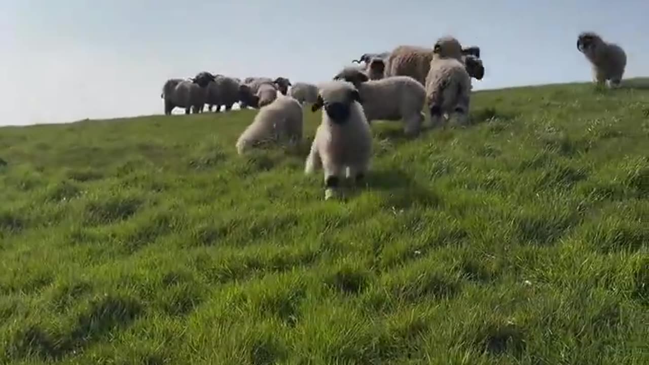 The lambs are out! 🐑😍