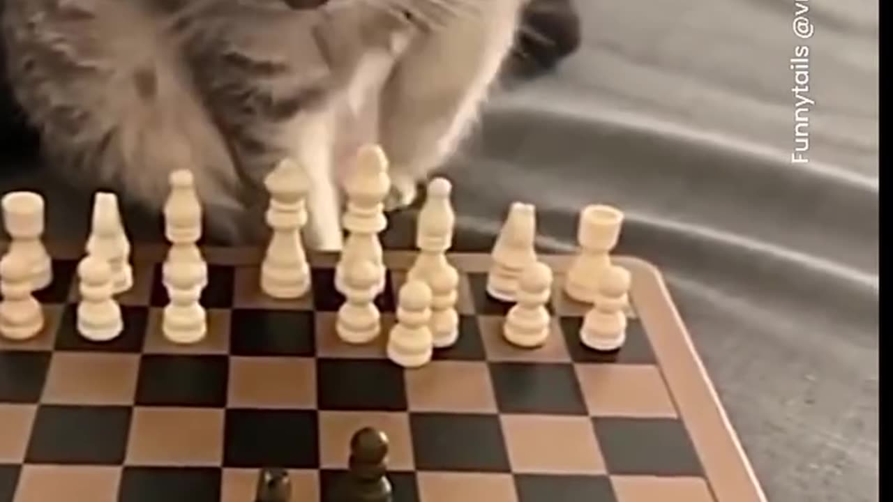 Gato ajedrecista_memehaven777