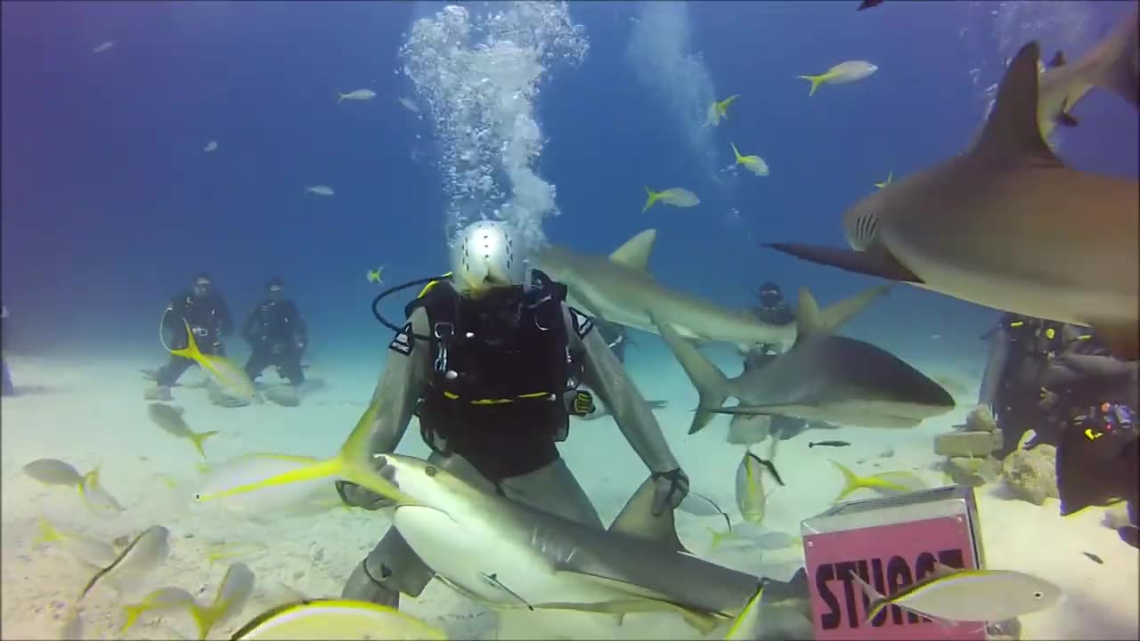 Shark Dive in Bahamas (edited)