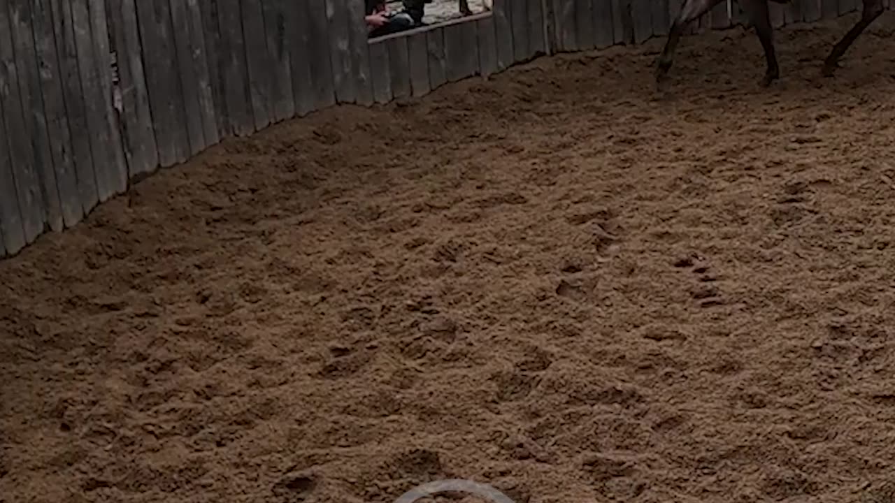 Do this work on a loose rein or go back to ground work.