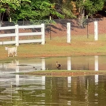 Ducklings are doing great!!