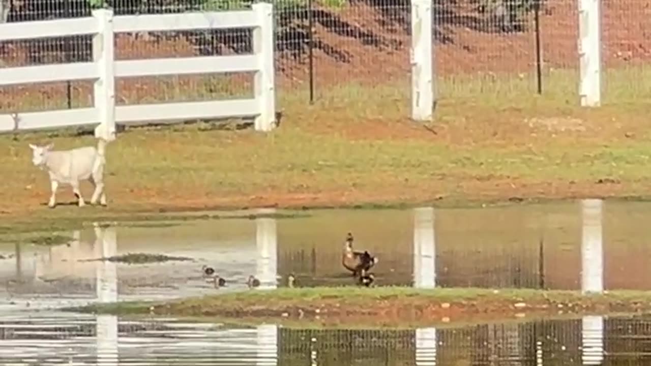 Ducklings are doing great!!