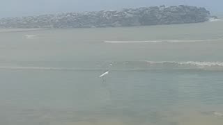 Filming a heron walking on the beach; the sun was hot, the image is little blurry [Nature & Animals]