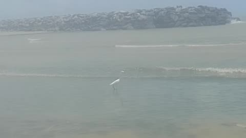 Filming a heron walking on the beach; the sun was hot, the image is little blurry [Nature & Animals]