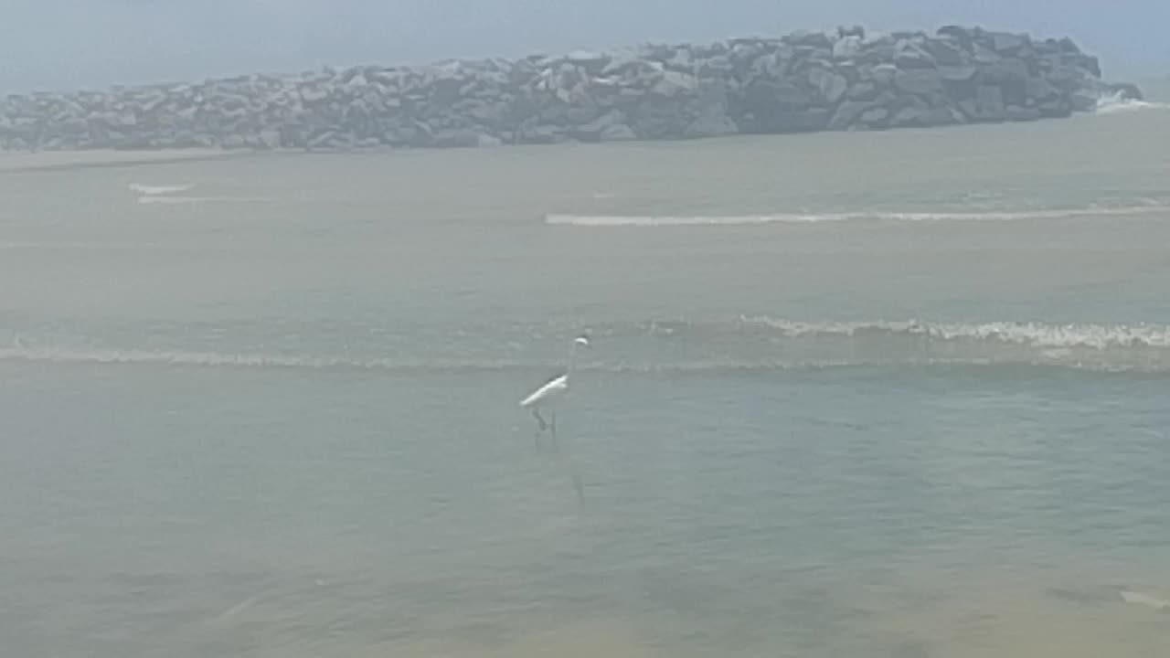Filming a heron walking on the beach; the sun was hot, the image is little blurry [Nature & Animals]