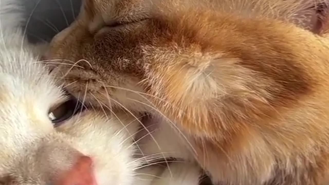 Strong ties in animals