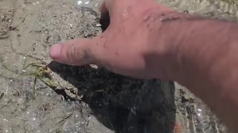 Collecting Giant Sea Snails on a Moroccan Beach
