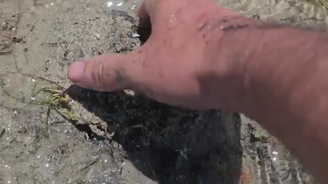 Collecting Giant Sea Snails on a Moroccan Beach