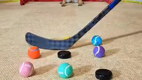 Viral: The Best Trick I’ve Taught My Dogs. Dog Daddy