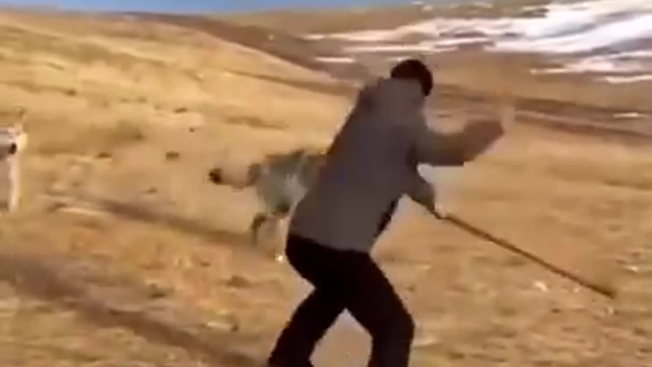 Dangerous animal video of the day