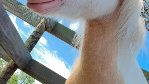 Petting a Sleepy Pony