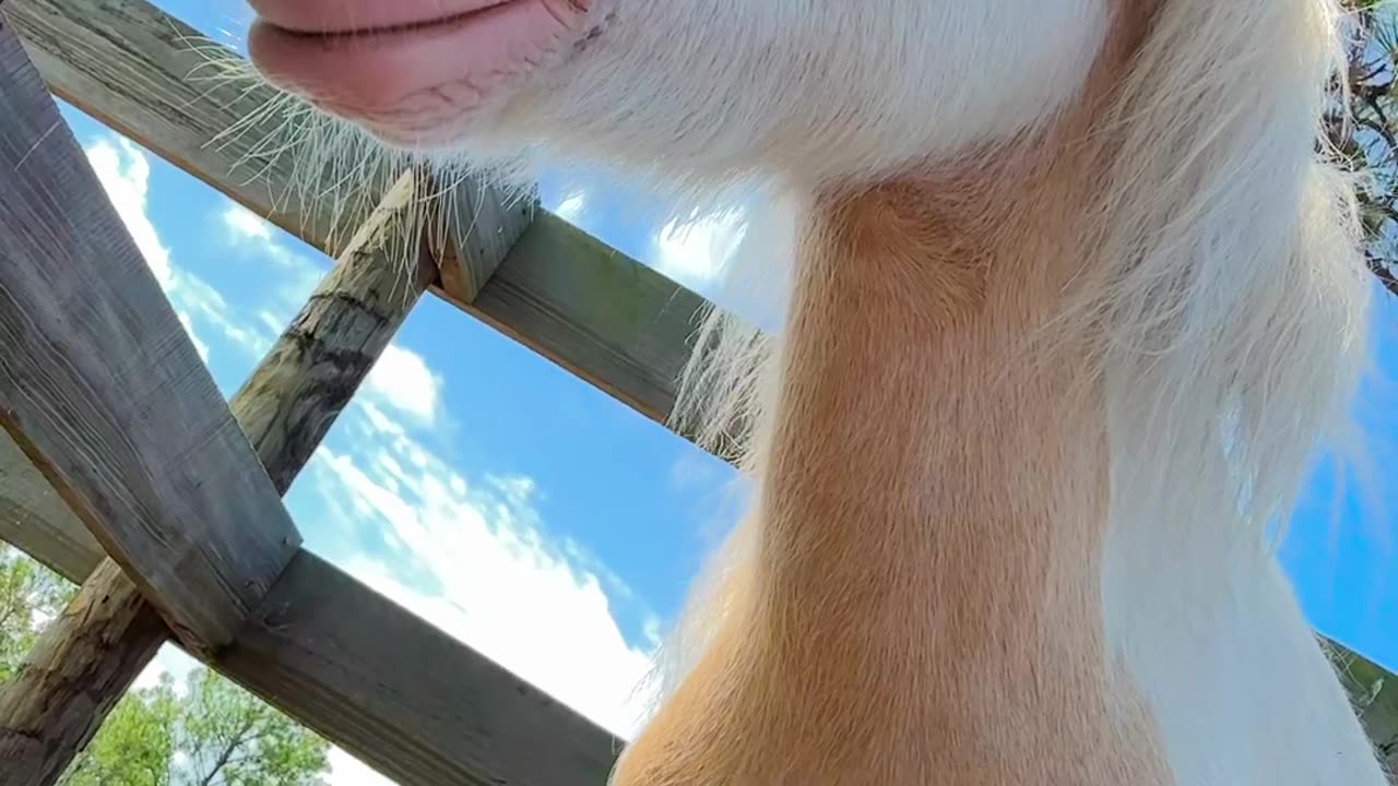 Petting a Sleepy Pony