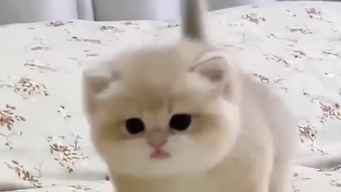 Cute baby kitten sound ❤️ #shorts