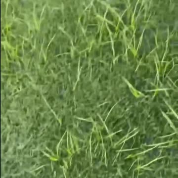 Never relax around blacks......