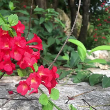 Wild Flowers Series, A free spirit