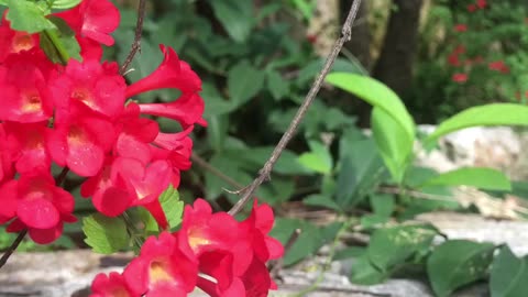 Wild Flowers Series, A free spirit